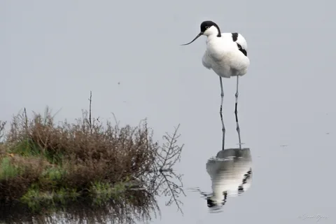 Avocette élégante