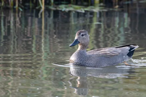 Canard chipeau