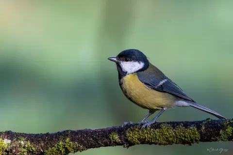 Mésange charbonnière