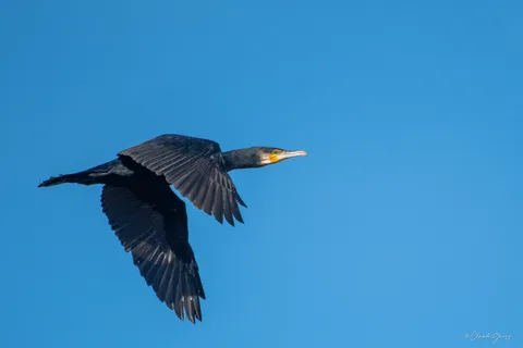 Grand cormoran