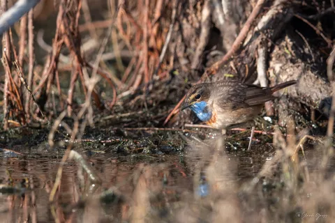 Gorgebleue à miroir