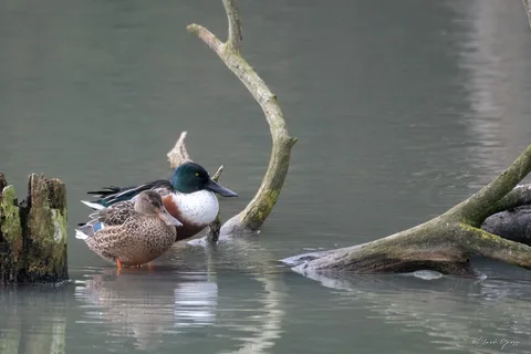 Canard souchet
