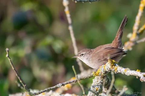 Bouscarle de Cetti