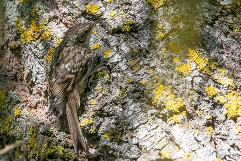 Grimpereau des jardins