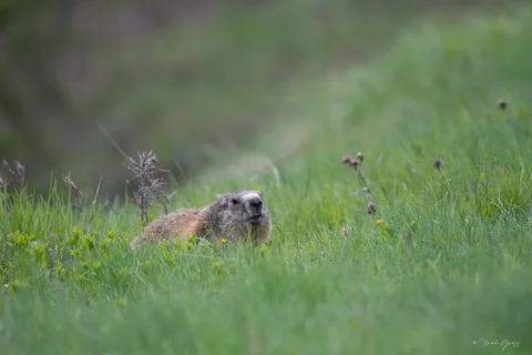 Marmotte des Alpes