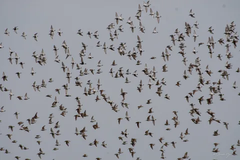 Bécasseau variable
