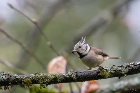 Mésange huppée