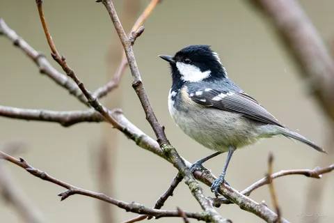 Mésange noire