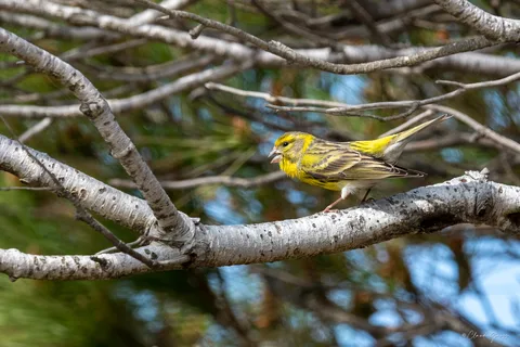 Serin cini