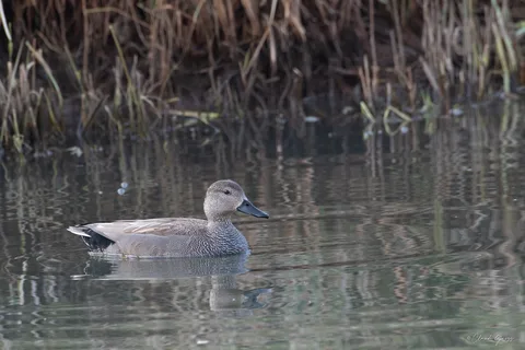 Canard chipeau