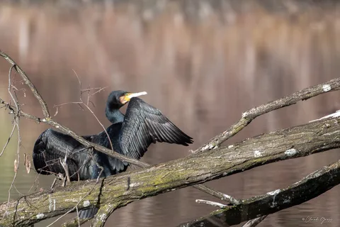 Grand cormoran