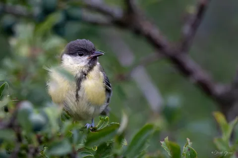 Mésange charbonnière