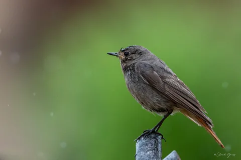 Rougequeue noir