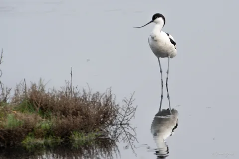 Avocette élégante