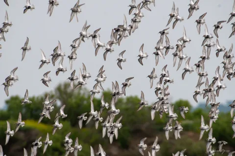 Bécasseau variable