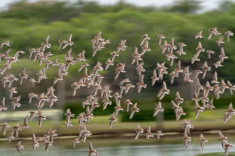 Bécasseau variable