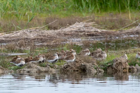Bécasseau variable