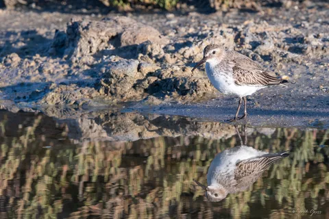 Bécasseau variable