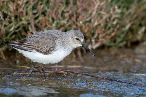 Bécasseau variable