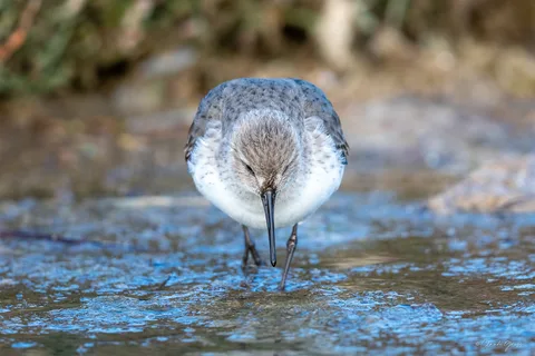 Bécasseau variable