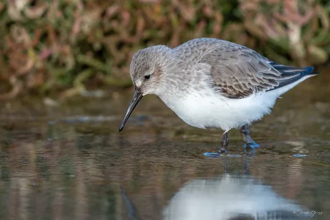 Bécasseau variable