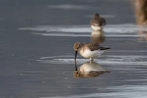 Bécasseau variable