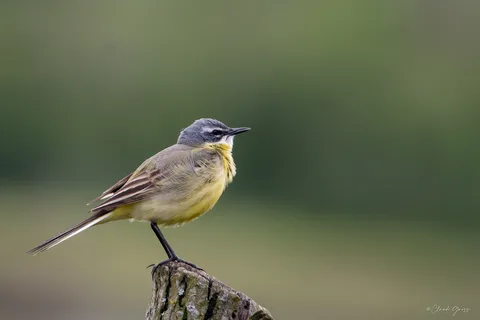Bergeronnette printanière