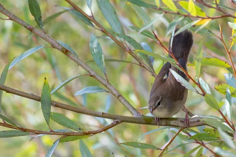 Bouscarle de Cetti