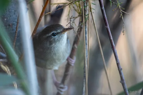 Bouscarle de Cetti