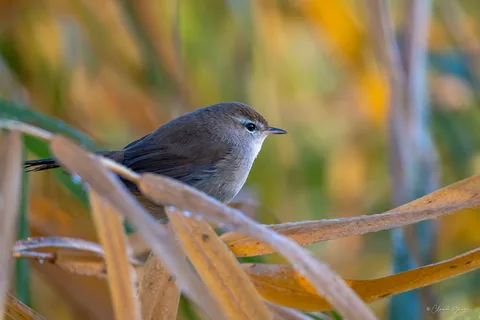 Bouscarle de Cetti