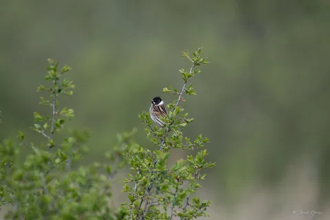 Bruant des roseaux