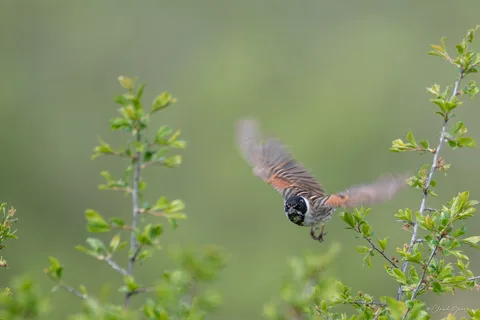 Bruant des roseaux