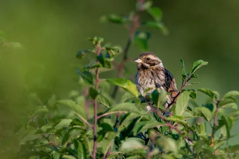 Bruant des roseaux
