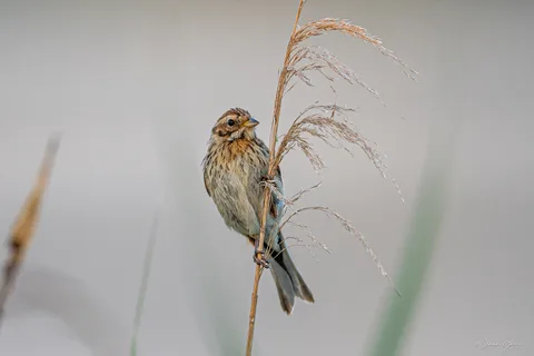 Bruant des roseaux