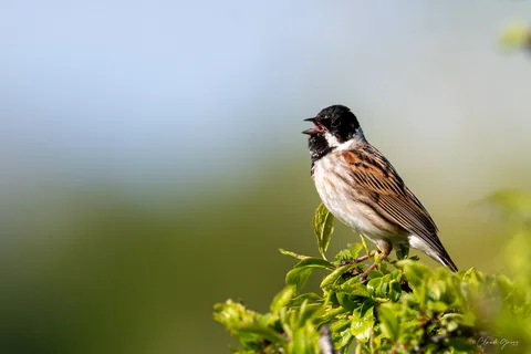 Bruant des roseaux