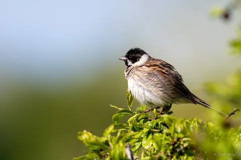 Bruant des roseaux
