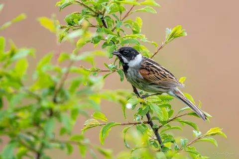 Bruant des roseaux