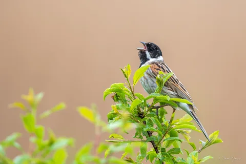 Bruant des roseaux