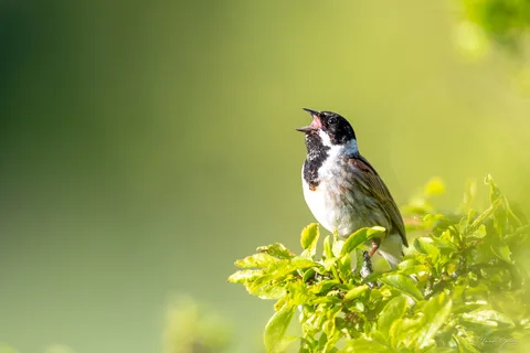 Bruant des roseaux