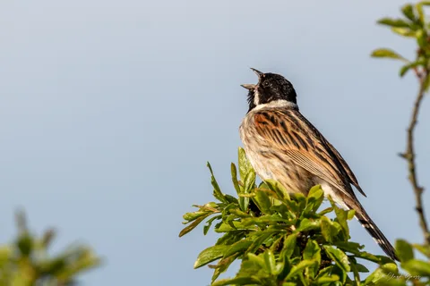 Bruant des roseaux