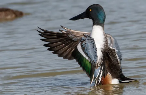 Canard souchet