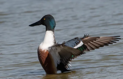 Canard souchet