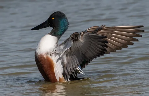 Canard souchet