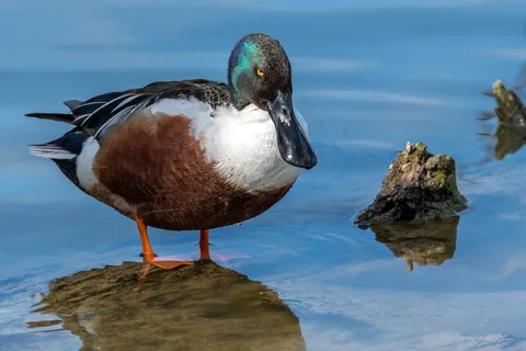 Canard souchet