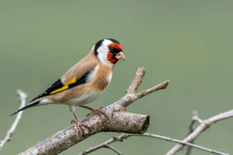Chardonneret élégant