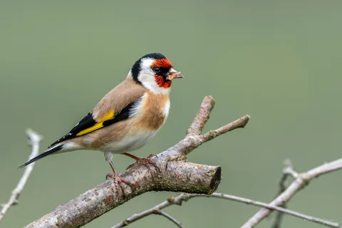 Chardonneret élégant