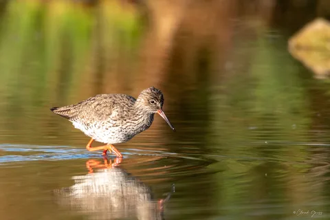 Chevalier gambette
