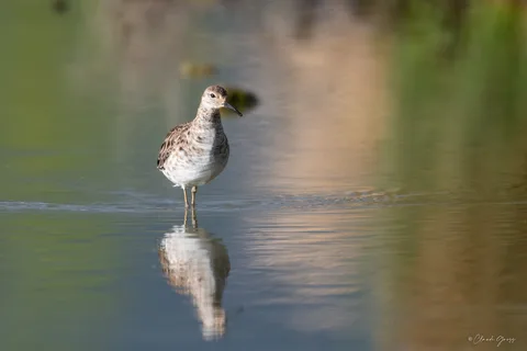 Combattant varié