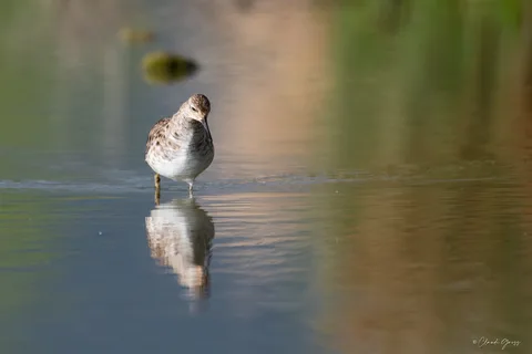 Combattant varié