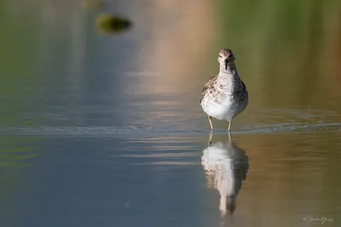 Combattant varié